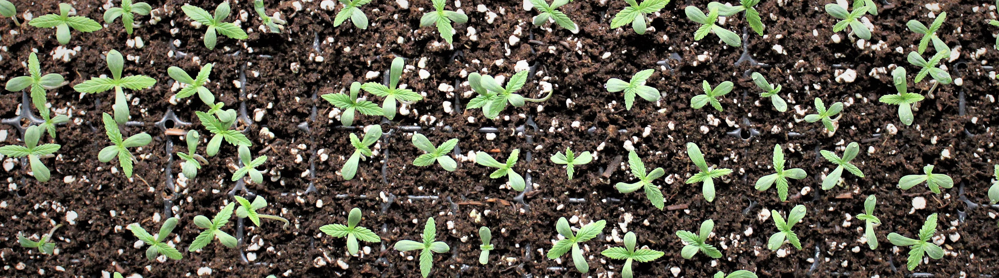 Seeds vs Clones – Where to “Start”