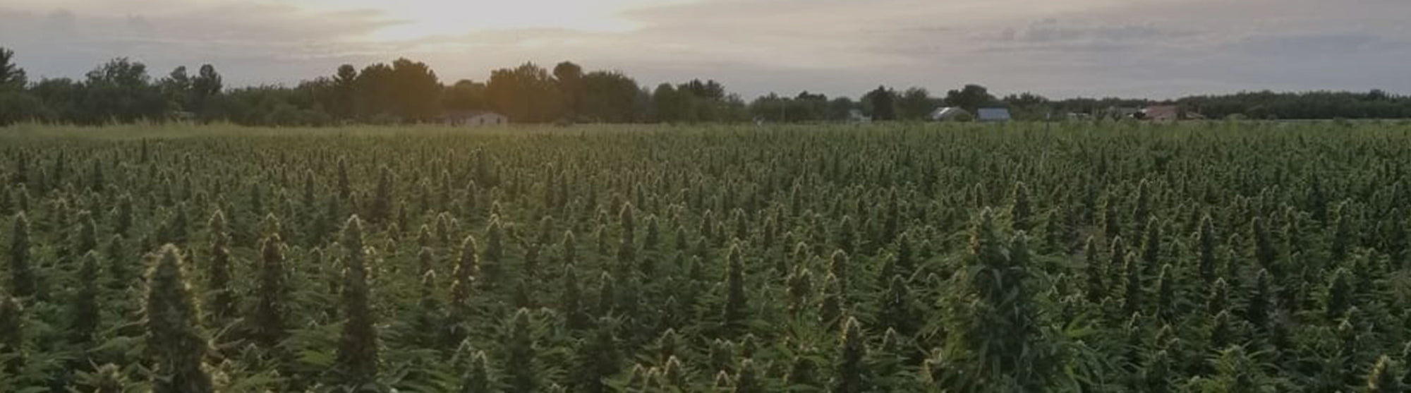 What to Know About Hemp Farming