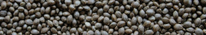 Feminized Seeds